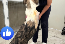 veterinar Romania Bacau Cabinet Veterinar Bacau -  ARENA MEDICAL VET SRL 