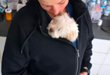 veterinar Romania Bacau Cabinet Veterinar Bacau -  ARENA MEDICAL VET SRL 