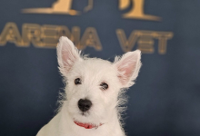 veterinar Romania Bacau Cabinet Veterinar Bacau -  ARENA MEDICAL VET SRL 