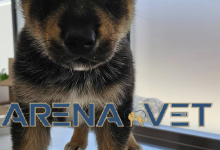 veterinar Romania Bacau Cabinet Veterinar Bacau -  ARENA MEDICAL VET SRL 