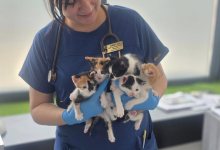 veterinar Romania Bacau Cabinet Veterinar Bacau -  ARENA MEDICAL VET SRL 