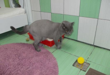 veterinar Romania Bucuresti-Sector 5 Cabinet Veterinar PRO ANIMA VET