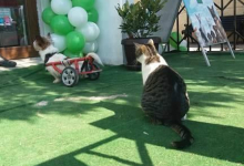 veterinar Romania Bucuresti-Sector 1 Cabinet Veterinar PRO ANIMA VET