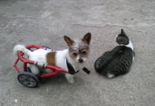 veterinar Romania Bucuresti-Sector 5 Cabinet Veterinar PRO ANIMA VET