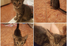 veterinar Romania Bucuresti-Sector 5 Cabinet Veterinar PRO ANIMA VET