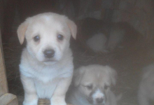 veterinar Romania Bucuresti-Sector 5 Cabinet Veterinar PRO ANIMA VET