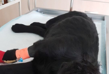 veterinar Romania Piatra Neamt Clinica Veterinara MINIVET