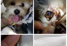 veterinar Romania Targu Neamt Clinica Veterinara MINIVET