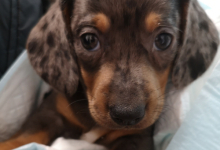 veterinar Romania Targu Neamt Clinica Veterinara MINIVET