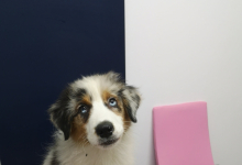 veterinar Romania Piatra Neamt Clinica Veterinara MINIVET