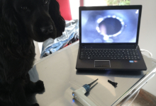 veterinar Romania Bicaz Clinica Veterinara MINIVET