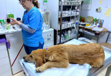 veterinar Romania Busteni Cabinet Veterinar Busteni Asclepios VET
