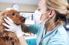 veterinar Romania Busteni Cabinet Veterinar Busteni Asclepios VET