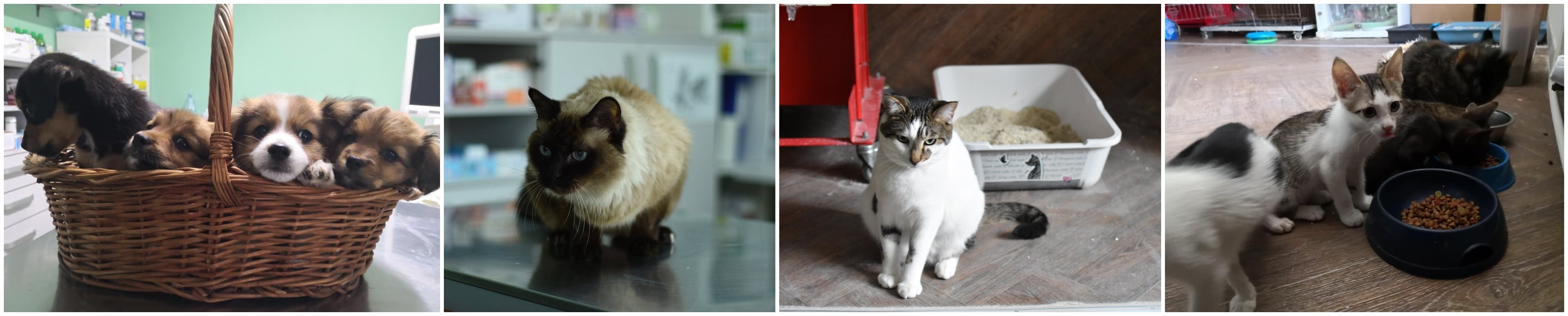 animale spre adoptie sector 2 bucuresti