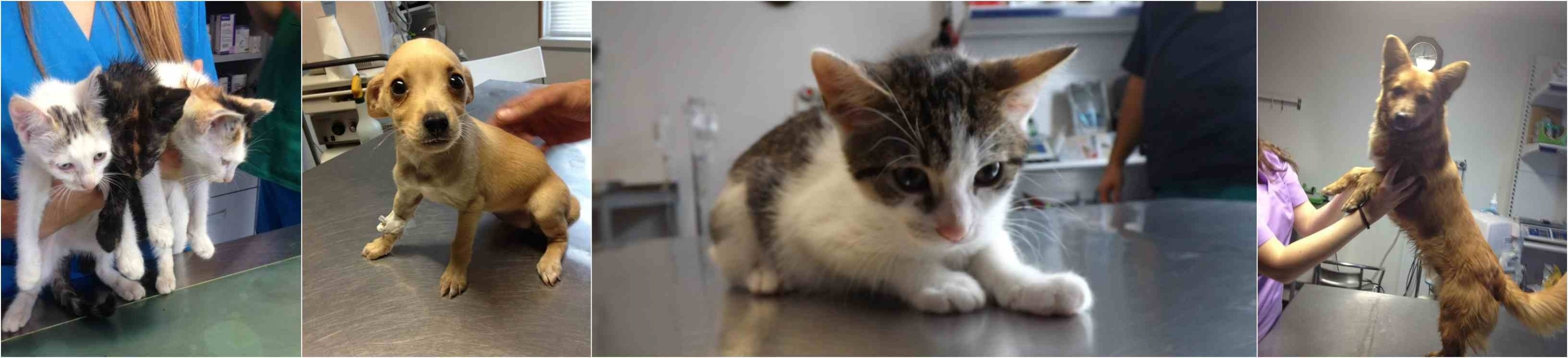 consultatii_tratamente_veterinare_sector_2