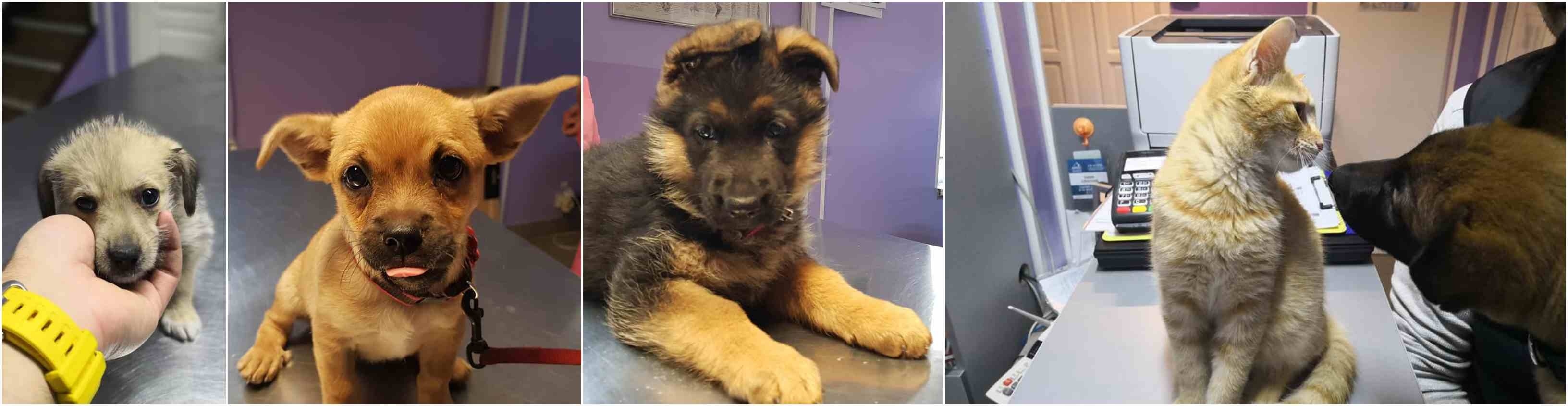 veterinar sector 2 bucuresti